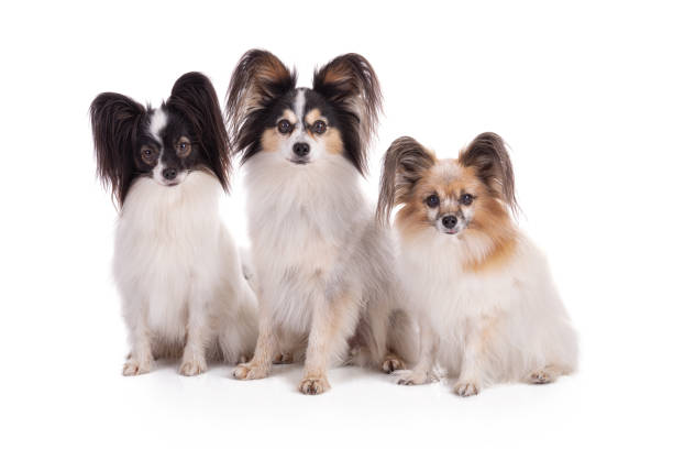 istock three Continental toy spaniel, papillon Dogs Isolated 1358848302