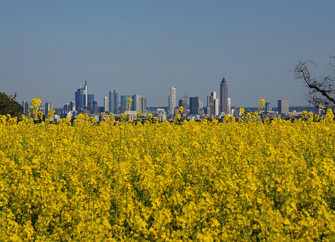 View From The Rapeseed Fields In The Taunus Hills To The Skyline Of The Banker's City Frankfurt Am Main In Hesse Germany On A Beautiful Spring Day With A Clear Blue Sky