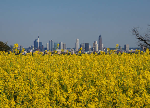 widok z pól rzepaku na wzgórzach taunus do panoramy bankierskiego miasta frankfurt nad menem w hesji w niemczech - frankfurt contemporary architecture beauty zdjęcia i obrazy z banku zdjęć