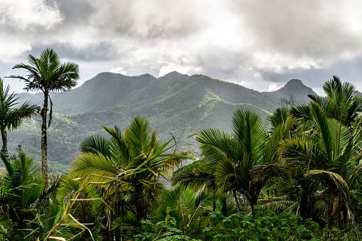 Sweeping view of forested mountain range in El Yunque National Forest in Puerto Rico with palm trees and tropical vegetation in foreground