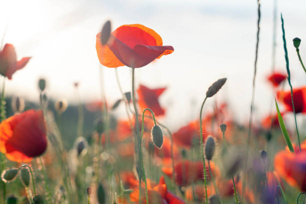 istock poppy flowers in summer 1358849191