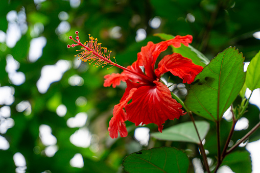 Puerto Rico's national flower, the Vibrantly Red Flor de Maga in El Yunque National Rain Forest in Puerto Rico with bokeh