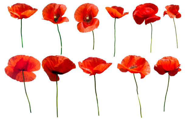 istock Set of flowers poppies 1358849216