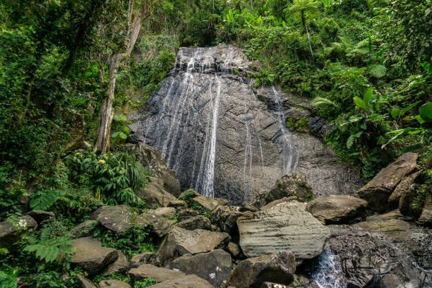 Narrow waterfall coming down wide stone face in El Yunque National Rain Forest in Puerto Rico Narrow waterfall coming down wide stone face in El Yunque National Rain Forest in Puerto Rico el yunque rainforest stock pictures, royalty-free photos & images