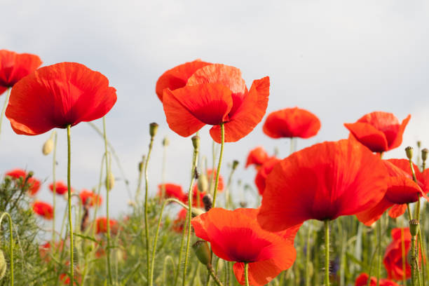 istock red poppy field 1358849427