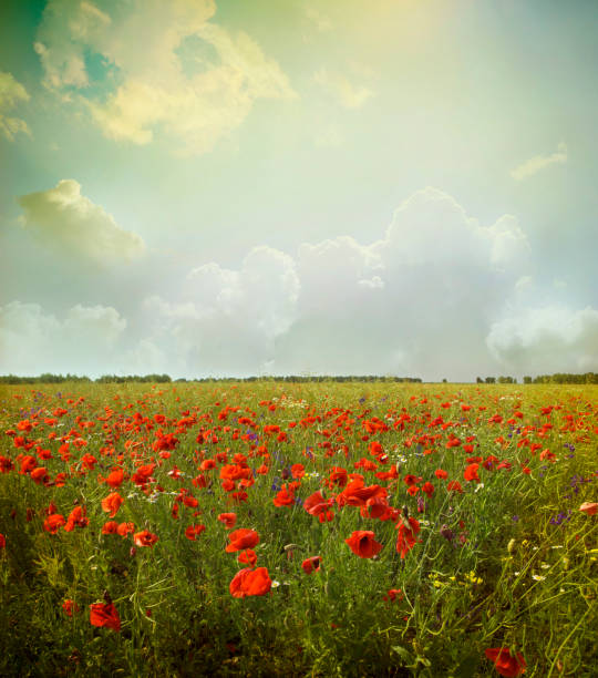 landscape poppy flowers in the sky