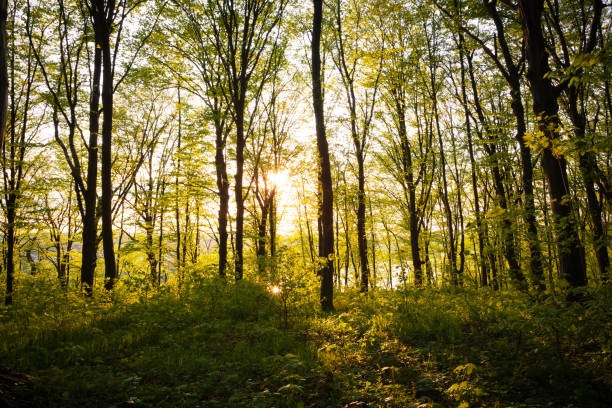 istock sunrise in the green forest 1358849681
