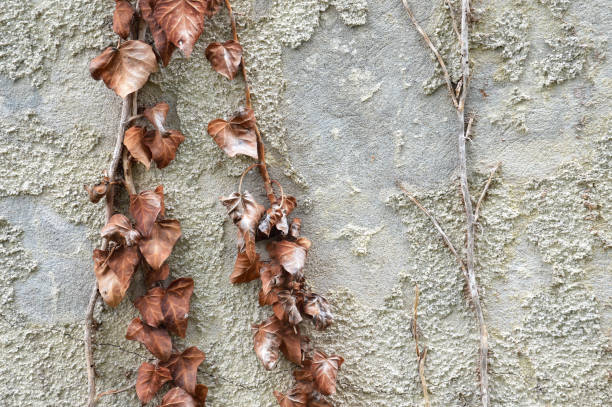 Old concrete wall with wilted climbing ivy plant
