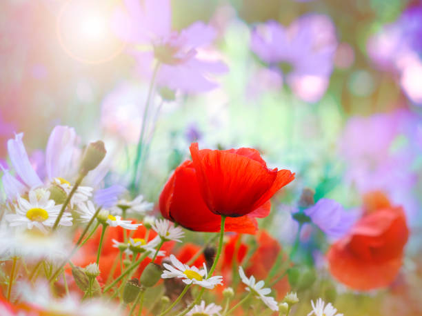 istock Field of Red Poppies 1358852488