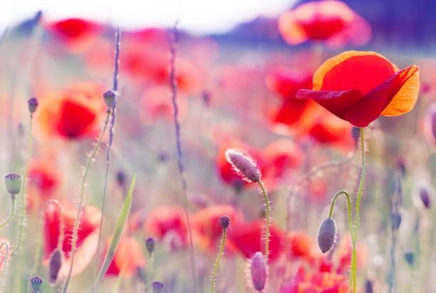 istock poppy flowers in summer 1358852528