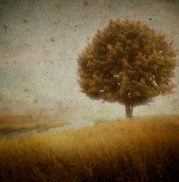istock Grunge image of a field 1358852656