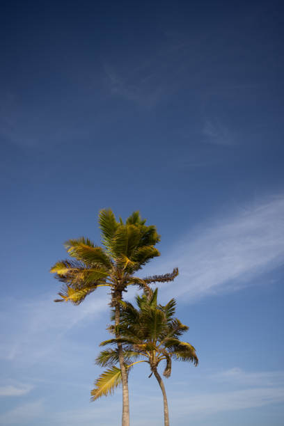istock Palm trees on the blue sky background. Tropical plant. 1358852724