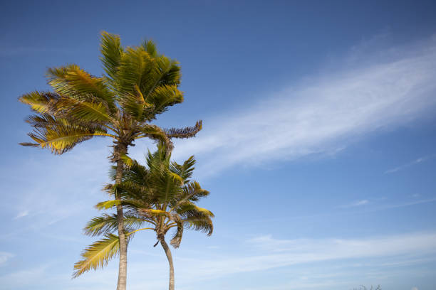 istock Palm trees on the blue sky background. 1358852753