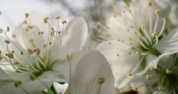istock Floral background. Closeup white flowers blooming cherry tree blossom 1358853512