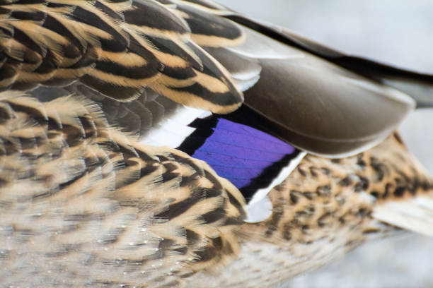 istock Female mallard. Anas platyrhynchos 1358854813