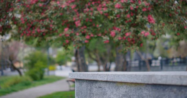 istock Springtime blossom in city park with pink tree flowers. Tranquil spring blossom. 1358855412