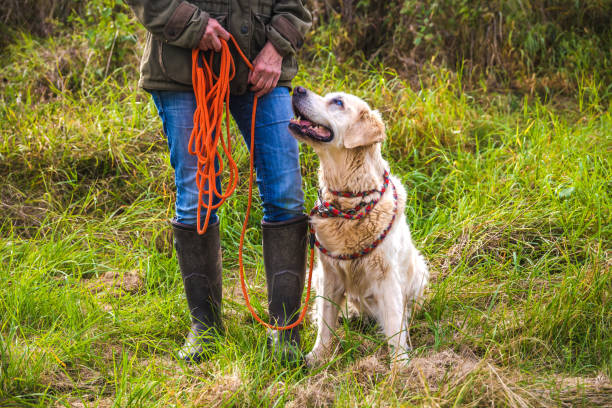 istock Training blind dog with towline 1358855577