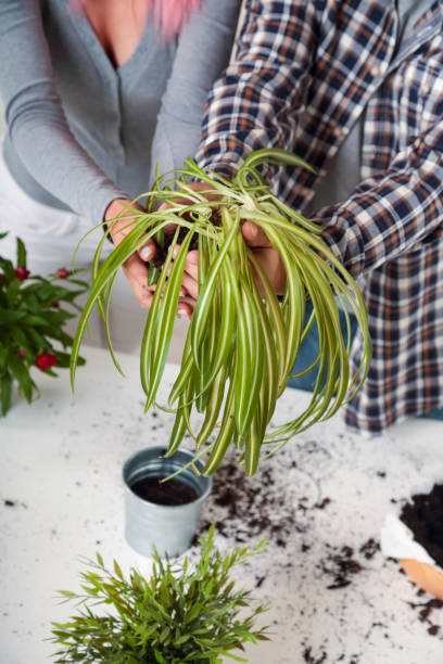 istock Young couple holding plant together 1358855745
