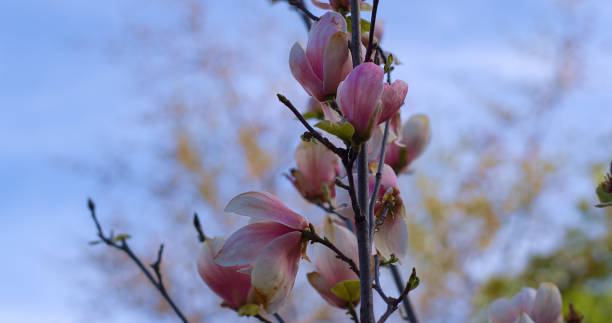 istock Pink flowers blooming against blue cloudless sky. Tranquil floral background. 1358856347