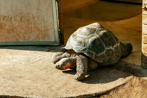 istock Turtle walks through the door 1358856353