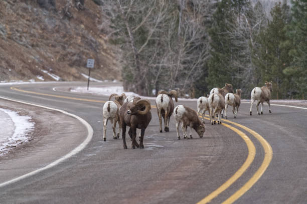 istock Big horn sheep crossing the road 1358857387