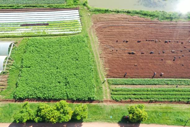 istock organic sweet potato harvest 1358857434