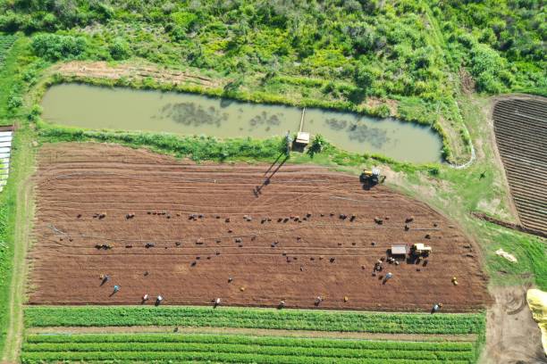 istock organic sweet potato harvest 1358857438