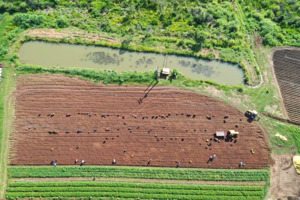istock organic sweet potato harvest 1358857549