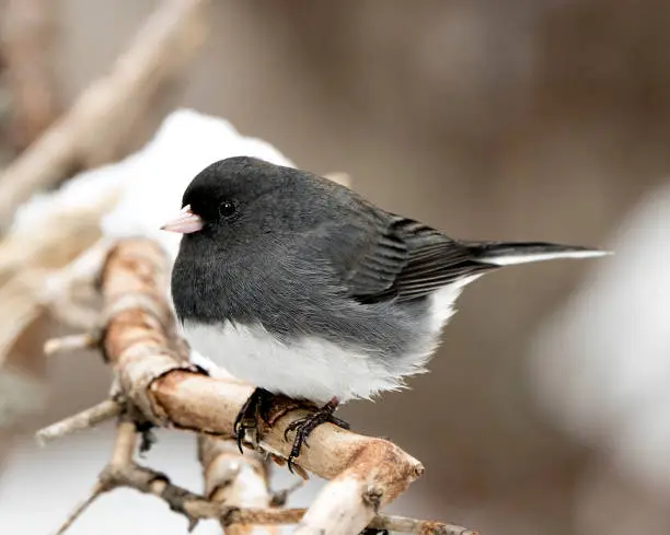 Junco female bird perched on a branch displaying grey feather plumage, head, eye, beak, feet, with a blur background in its environment and habitat.