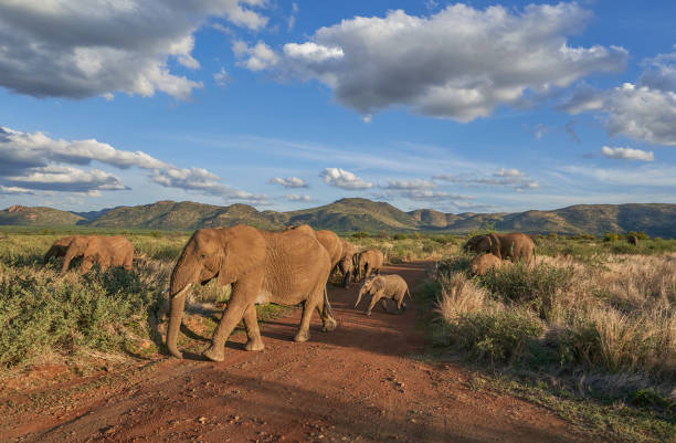 troupeau d’éléphants sauvages pendant l’été dans le magnifique parc national de pilanesberg, afrique du sud - pilanesberg national park photos photos et images de collection