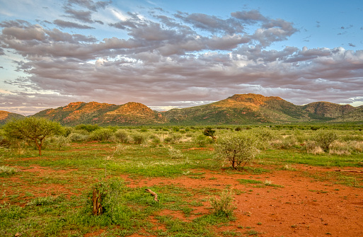 Wild rhinoceros grazing during a dramatic sunset in Pilanesberg National Park, South Africa during the summer, wet, season which provides an abundance of rich green grass for the herbivores and subsequently for the predators.