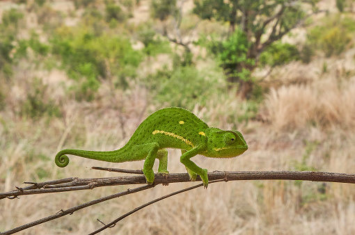 Wild Flap-necked chameleon in Pilanesberg National Park, South Africa during the summer, wet, season which provides an abundance of rich green grass for the herbivores and subsequently for the predators.