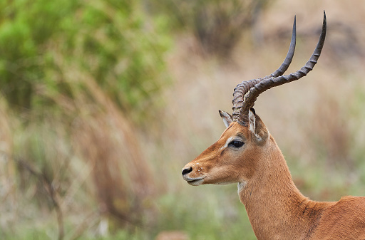 Wild male impala in Pilanesberg National Park, South Africa during the summer, wet, season which provides an abundance of rich green grass for the herbivores and subsequently for the predators.