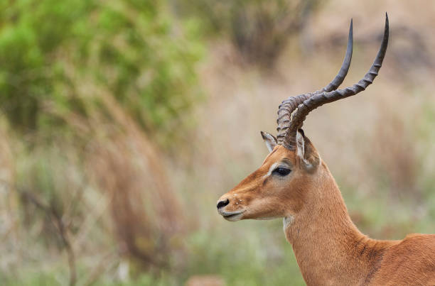 6,192 Impala Horns Stock Photos, Pictures & Royalty-Free Images - iStock