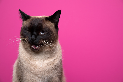 cute seal point siamese cat making funny face winking at camera on pink background with copy space