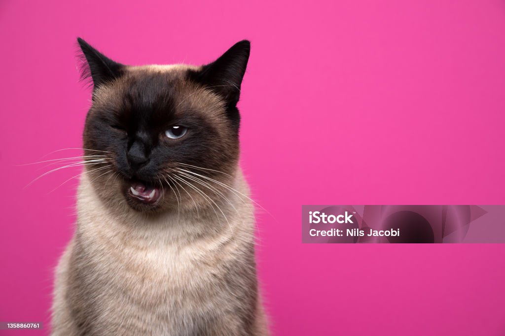 cute siamese cat making funny face winking on pink background cute seal point siamese cat making funny face winking at camera on pink background with copy space Domestic Cat Stock Photo
