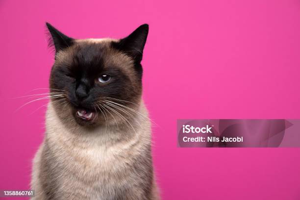 Cute Siamese Cat Making Funny Face Winking On Pink Background Stock Photo - Download Image Now
