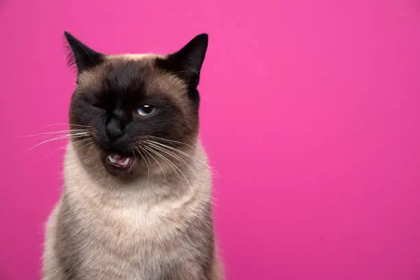Photo of cute siamese cat making funny face winking on pink background