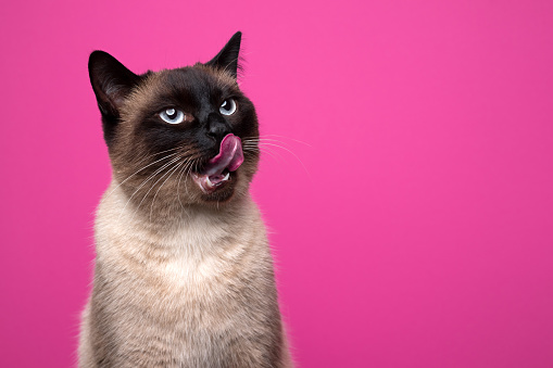hungry seal point siamese cat licking lips looking up curiously on pink magenta background with copy space