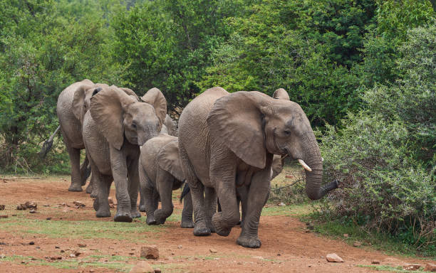 troupeau d’éléphants sauvages pendant l’été dans le magnifique parc national de pilanesberg, afrique du sud - pilanesberg national park photos photos et images de collection