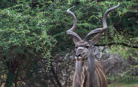 Wild male kudu in Pilanesberg National Park, South Africa during the summer, wet, season which provides an abundance of rich green grass for the herbivores and subsequently for the predators.