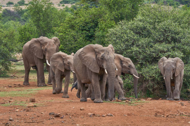 стадо диких слонов летом в прекрасном национальном парке пиланесберг, южная африка - pilanesberg national park фотографии стоковые фото и изображения