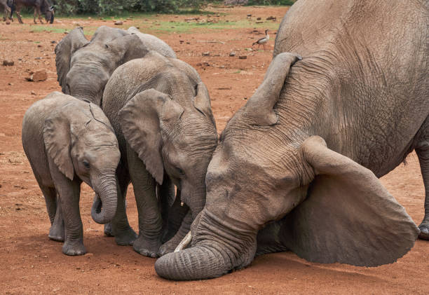 Wild Elephant Herd Digging out a Salt Lick During the Summer in Beautiful Pilanesberg National Park, South Africa