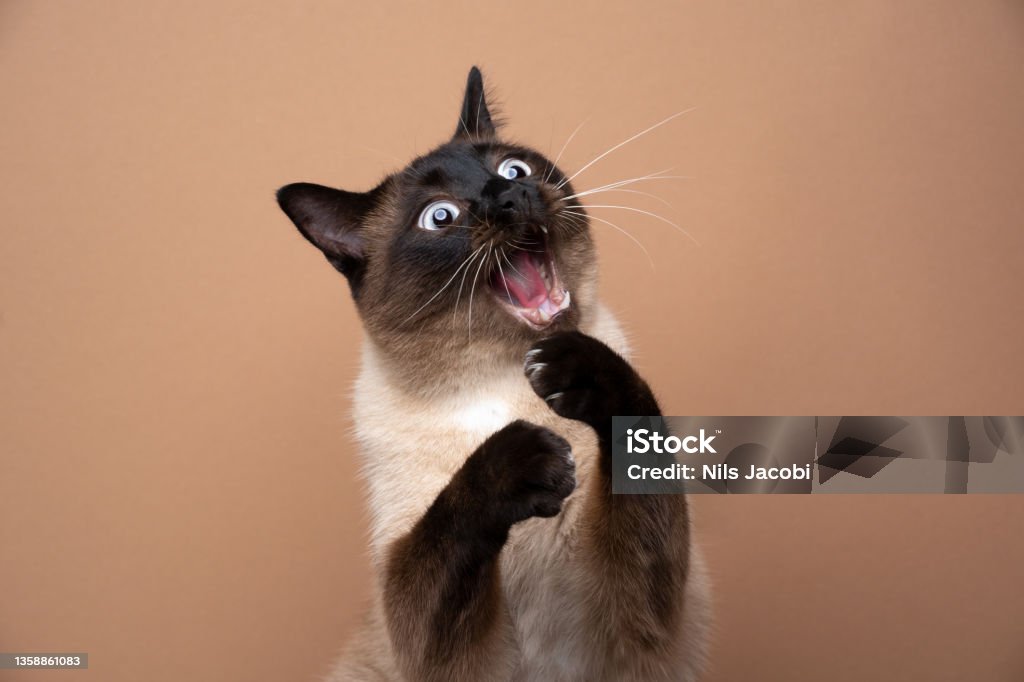 siamese cat playing making funny face with mouth open funny seal point siamese cat playing raising paws making funny face with mouth open on brown background with copy space Shock Stock Photo