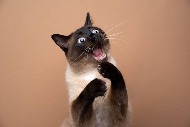 siamese cat playing making funny face with mouth open funny seal point siamese cat playing raising paws making funny face with mouth open on brown background with copy space shock stock pictures, royalty-free photos & images