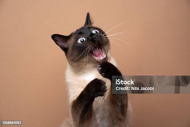 Siamese Cat Playing Making Funny Face With Mouth Open Stock Photo - Download Image Now