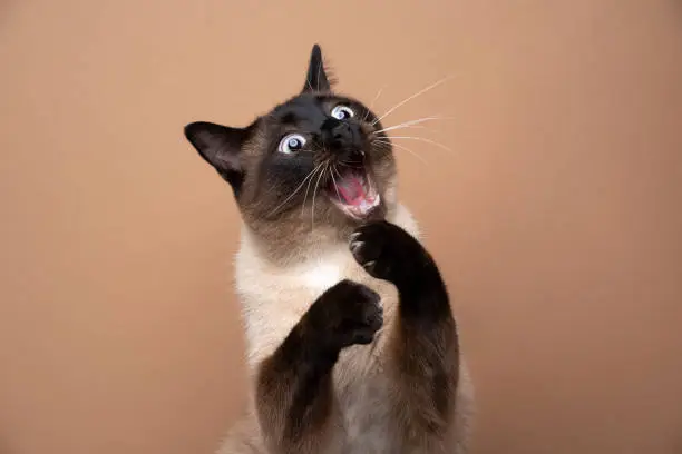 Photo of siamese cat playing making funny face with mouth open