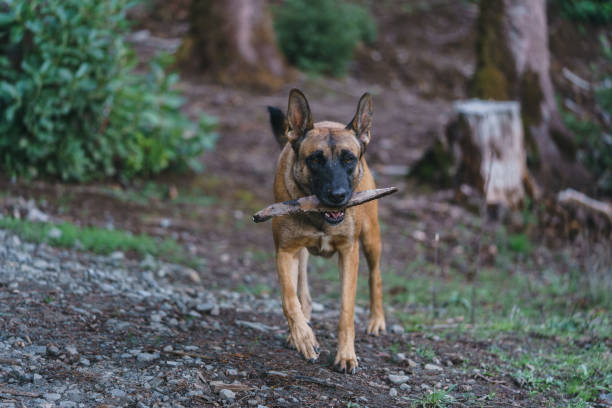Belgian Malinois playing in the woods whit a stick stock photo