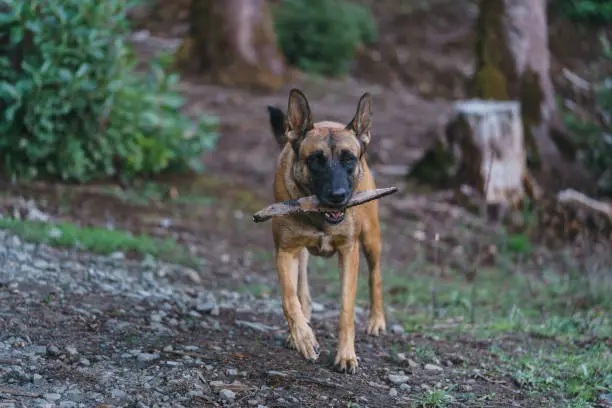 Belgian Malinois playing in the woods whit a stick