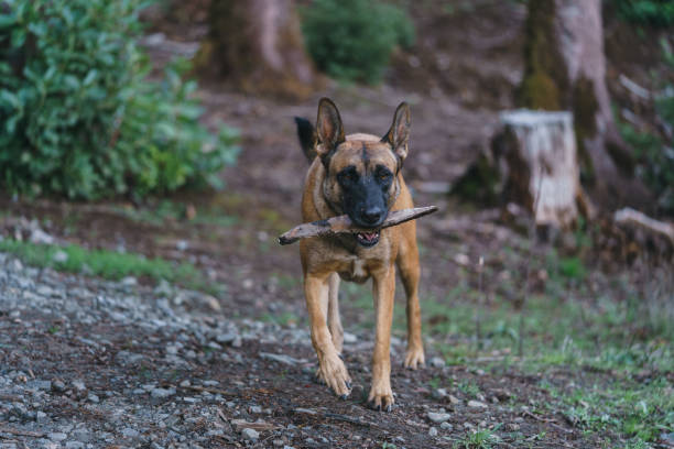 belga malinois jogando na floresta whit a stick - belgian shepherd - fotografias e filmes do acervo